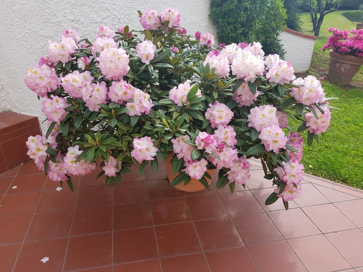 Casa Vittoria Villa Corsanico-Bargecchia Eksteriør bilde